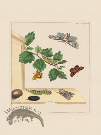 Moses Harris Insects 38